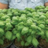 Lihi Prospera® Active DMR -SeedGarden Store 05468g 01 lihi prospera basil