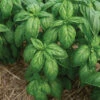Mia Prospera® Active DMR 1 Mia Prospera® Active DMR -SeedGarden Store 05877g 01 mia prospera basil