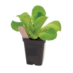 Polypro 2.5" Insert Pots – Black, 32 Count -SeedGarden Store 06363 02 polypro black pot