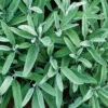 Common Sage 2 Common Sage -SeedGarden Store 0934g 01 common sage