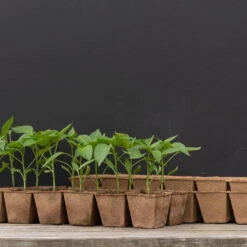 12 Cell Fertil Pots Strip β 64 Count