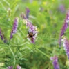 Hairy Vetch