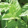 Nufar -SeedGarden Store 2178gp 01 nufarbasil.opy