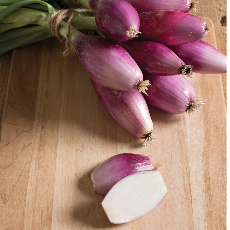 Red Long Of Tropea 3 Red Long Of Tropea