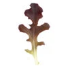 Garrison -SeedGarden Store 2792g 01 garrisonsalad