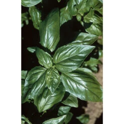 Aroma 2 -SeedGarden Store 2946g 01 aroma2