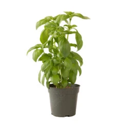 Aroma 2 -SeedGarden Store 2946g 04 aroma2