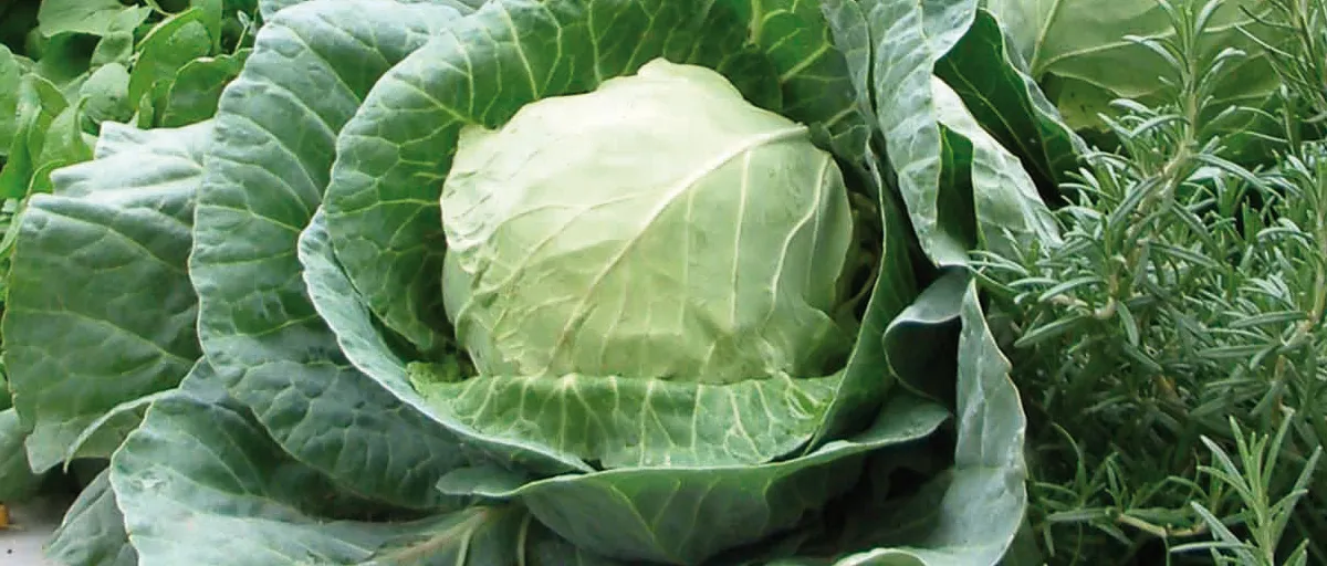 Front Page -SeedGarden Store banner876