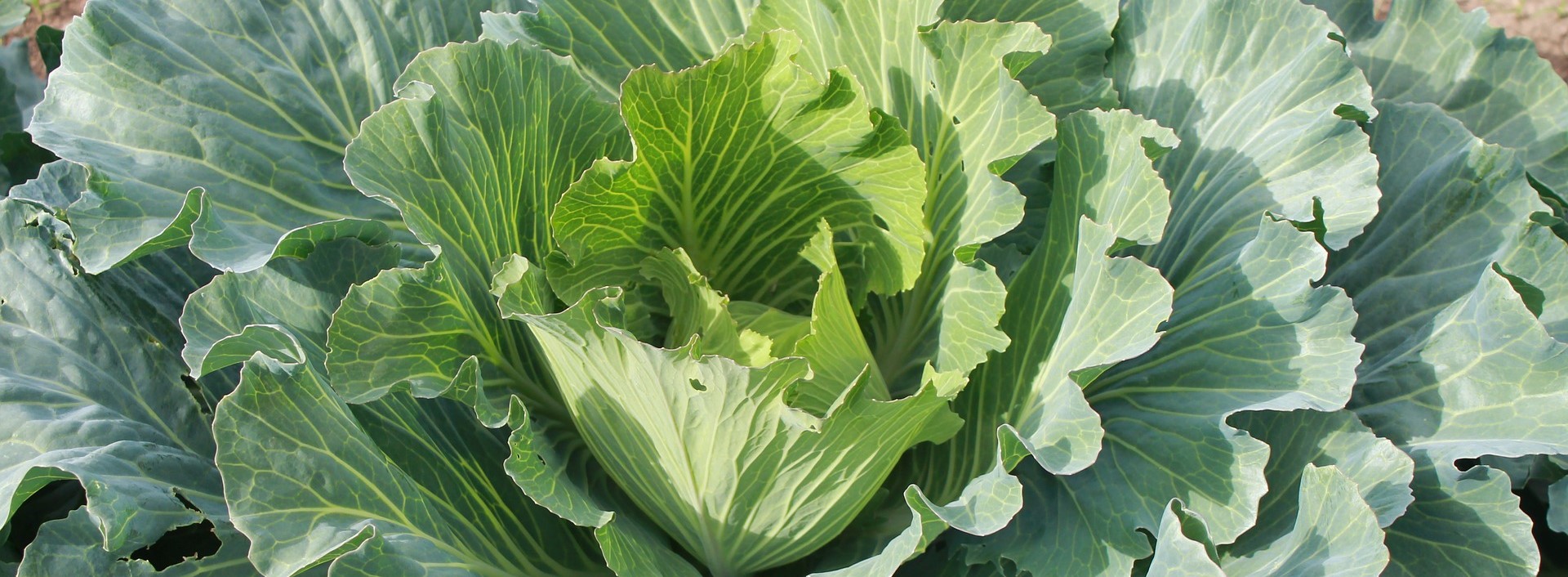 Front Page -SeedGarden Store banner877